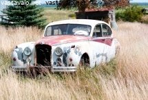 jaguaari-52