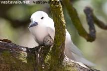 mobiili eebenpuu porno download