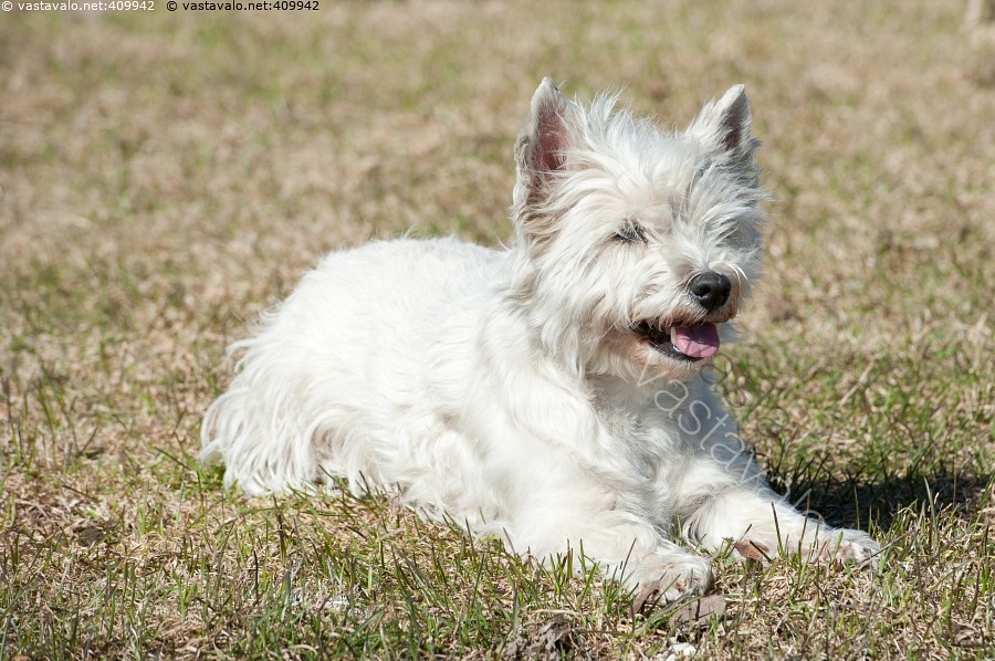 kuva-terrieri-valkoinen-l-nsiyl-maan-terrieri-westie