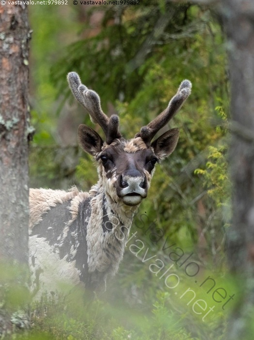 kuva-mets-peura-karvanl-ht-aikaan-mets-peura-peura-rangifer-tarandus
