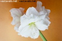 amaryllis