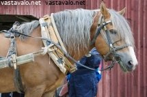 tyohevosvaljastus