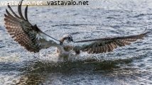 kalasaaski