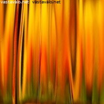 abstraktit-tulppaanit-i
