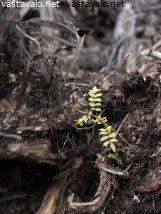 sitkea-luonto-ii