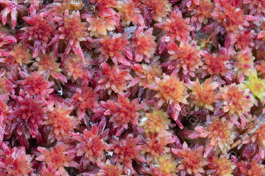 kuva-kangasrahkasammalen-puolipy-re-t-latvukset-sphagnum
