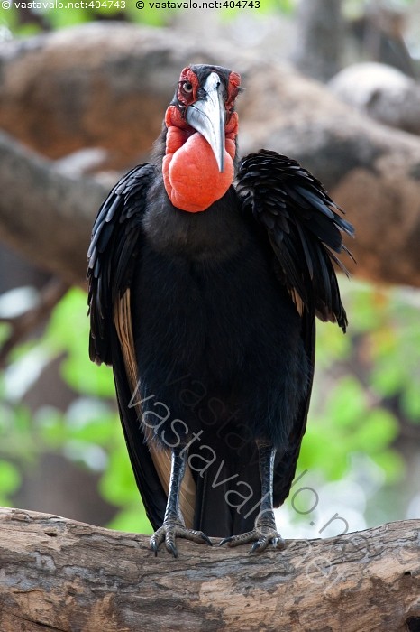 Karvainen pussies sex videos