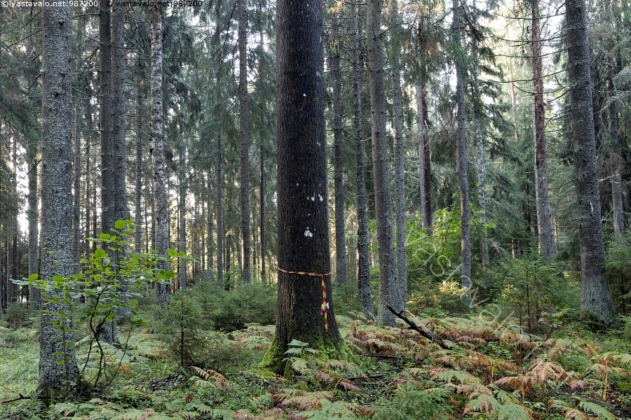 Haapa Runko Kuva: Säästöpuu - säästöpuu säästöhaapa haapa suojele säästä nauha ...