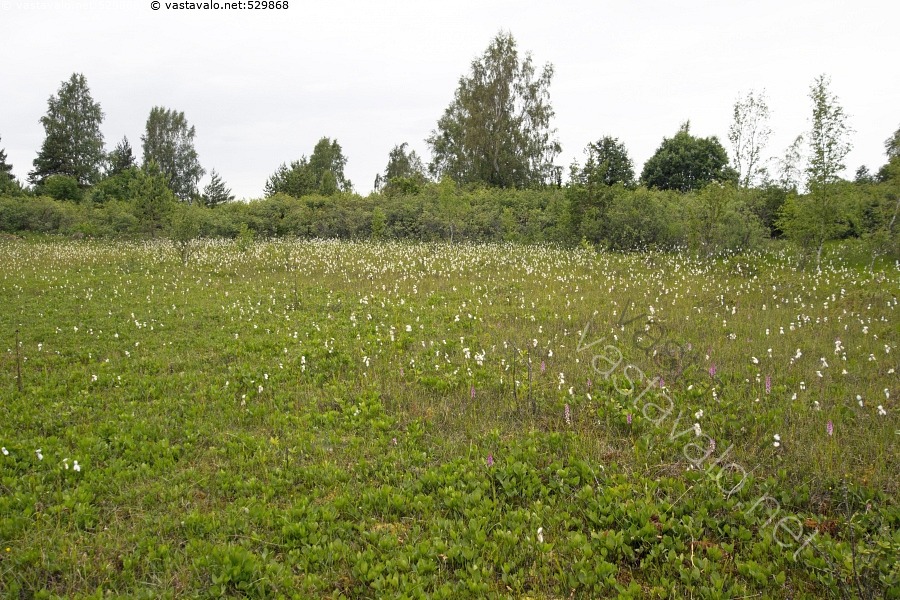 kuva-letto-lettosuo-suo-avosuo-suotyyppi-ravinteinen-kalkkipitoinen