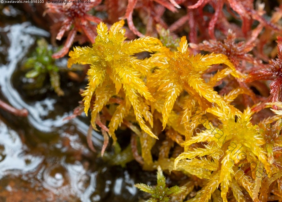 kuva-luhtarahkasammal-sphagnum-inundatum-luhtarahkasammal
