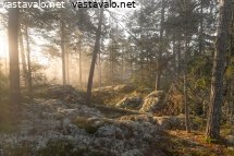 kalliometsa
