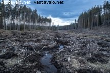 avohakkuu
