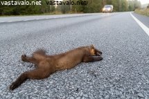 naata-tieliikenteen-uhrina