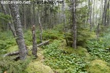 luonnontilainen-ruohokorpi