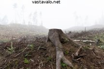 metsien-maa