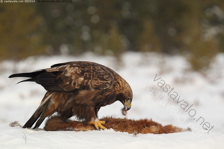 Iso saalis musta naaraat