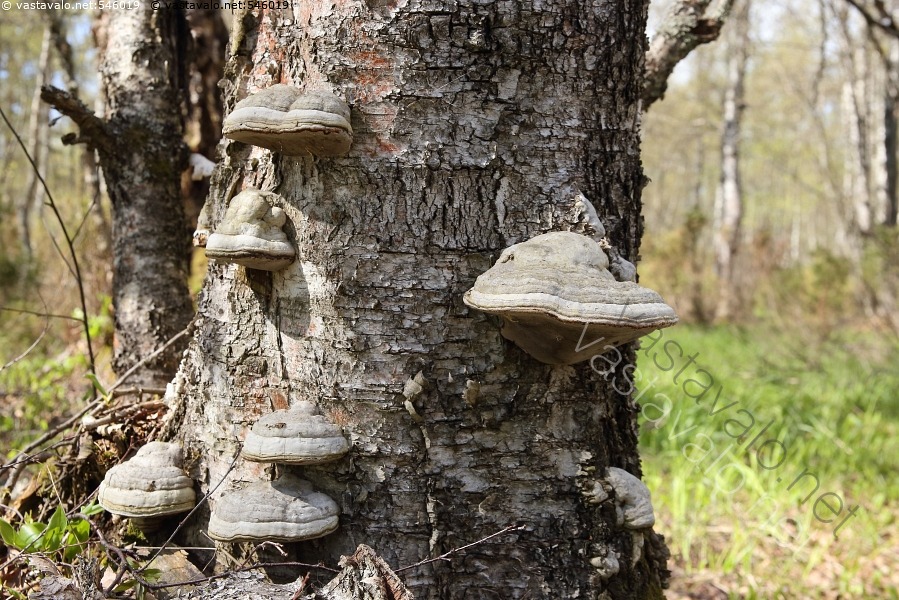 kuva-taulak-pi-koivussa-taulak-p-k-p-k-pi-fomes-fomentarius