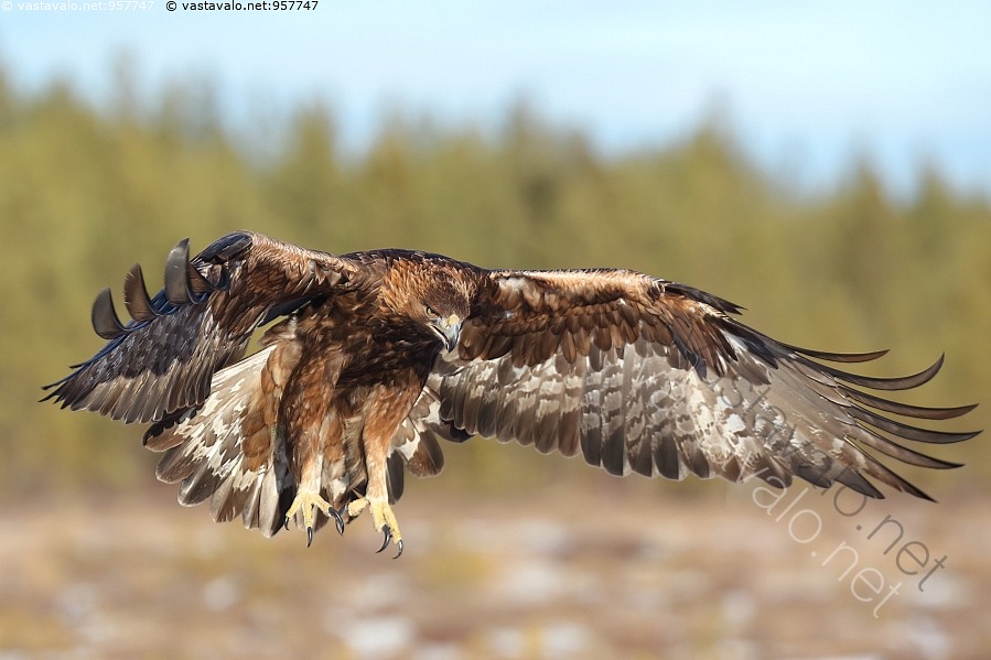 kuva-maakotka-maakotka-kotka-aquila-chrysaetos-koiras-suurikokoinen