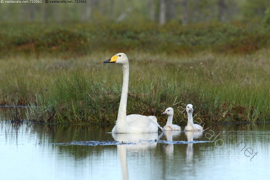kypsä päällystys pigmenttien porno
