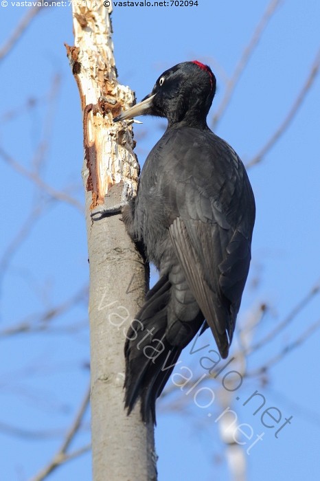 Alaston kuvia teini Babes