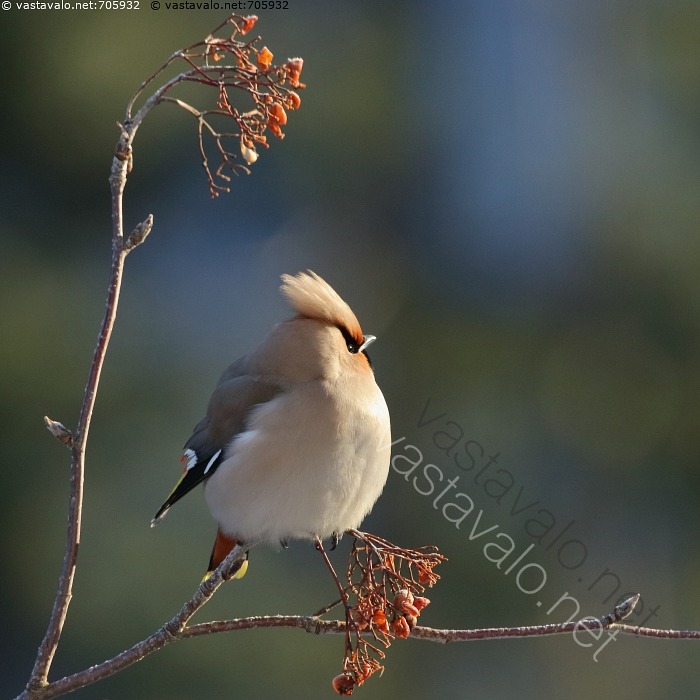 kuva-tilhi-oksalla-tilhi-bombycilla-garrulus-v-rik-s-pikkulintu