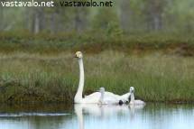 musta BBW ruiskuttaminen