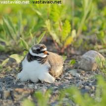 emo tyttö ruiskuttaminen