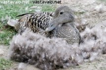 hautova-haahka