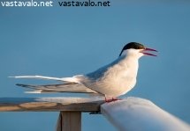 lapintiira-yottoman-yon-valossa