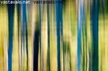 rantapuiden-abstraktit-heijastukset