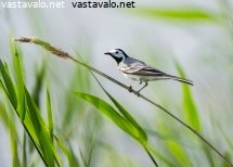 vastarakki-keikkuu-ruo39olla