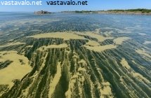 sinilevaa-saaristossa