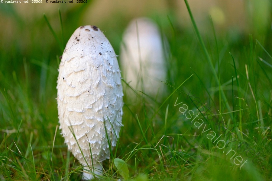 kuva-suomumustesieni-mustesieni-coprinus-comatus-sieni-nurmikko