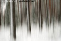 talvinen-metsa