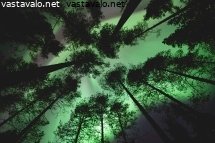 revontulet-metsan-ylapuolella
