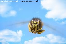 lentava-ampiainen