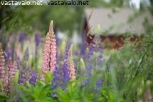 lupiineja