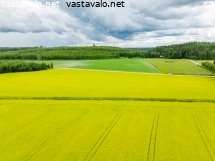 kukkivat-oljykasvit