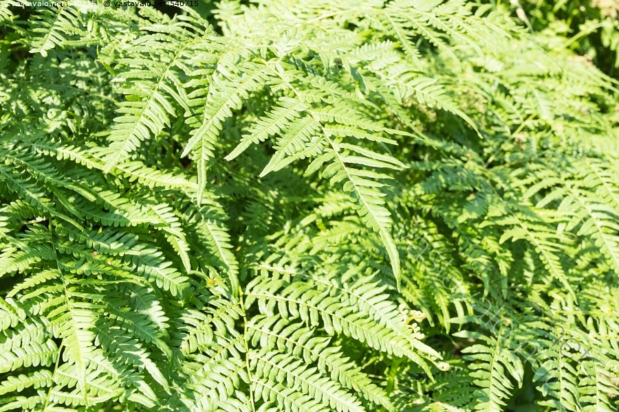 kuva-sananjalat-tihe-n-kasvustona-sananjalka-pteridium-aquilinum