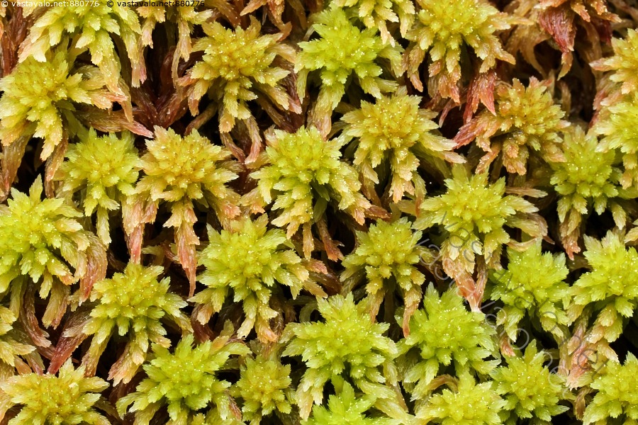 kuva-kangasrahkasammal-sphagnum-capillifolium-sphagnum