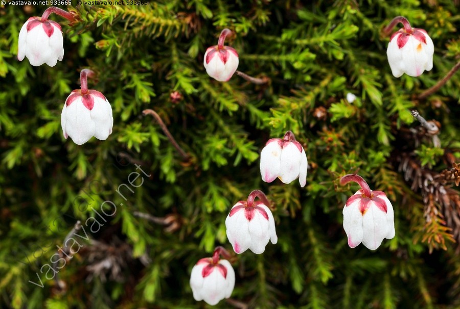 Kuva Sammalvarpio (Cassiope hypnoides) Cassiope hypnoides