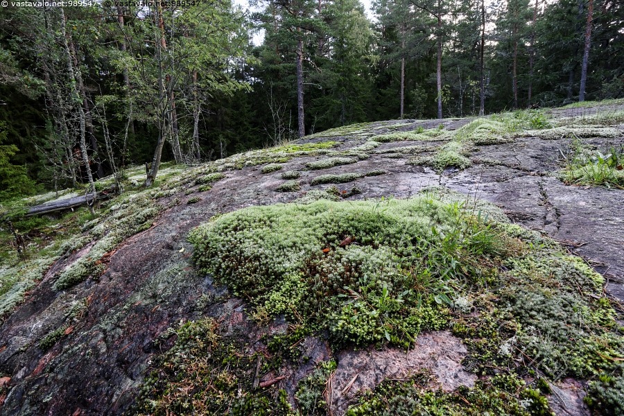 kuva-sammalpeitteinen-kallio-polytrichum-juniperinum-iti-kasvi
