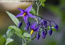 punakoiso-solanum-dulcamara