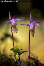 neidonkenka-calypso-bulbosa