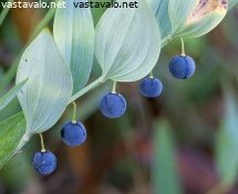 kalliokielon-marjat-polygonatum-odoratum