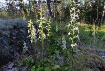 valkolehdokki-platanthera-bifolia