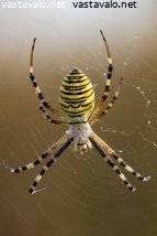 keltavyoampikki-argiope-bruennichi