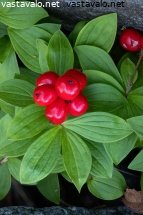 ruohokanukan-marjat-cornus-suecica