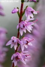 kanerva-kukkii-calluna-vulgaris