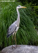 harmaahaikara-ardea-cinerea